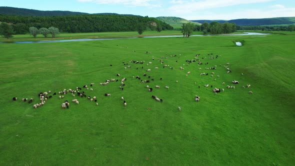 A flock of sheep grazing in a meadow alt