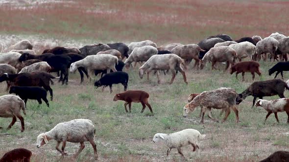 Young goats walking on pasture field