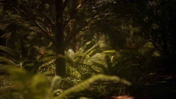 Early Morning Sunlight in the Sequoias of Mariposa Grove alt