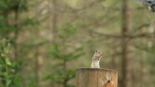A Curious Chipmunk Stands on Its Hind Legs and Is Frightened By a Tit Flying Over It