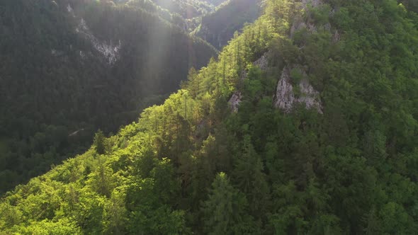 Summer in the forest alt