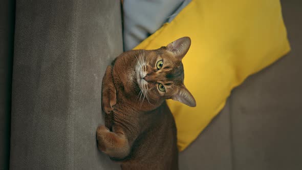 Portrait Of A Cat alt