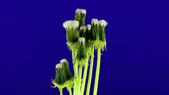 Dandelions time lapse on a blue screen. Plant footade pattern copy space.