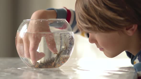 Little boy observe triton in aqua. Child study salamander amphibia animal alt