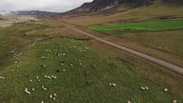 Sheep Grazing in Iceland