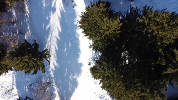 Aerial Winter Scene of Alpine Snowy Mountain Peaks and Dark Spruce Forest in Snow