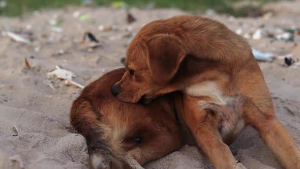A steady handheld shot of a brown crossbreed dog thas is biting itself to get rid of a flea or other alt