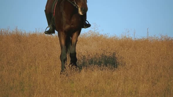 Girl Riding a Horse Galloping Across the Field alt