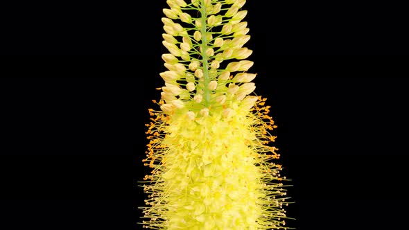 Blooming Yellow Eremurus Flower