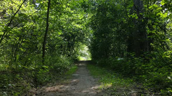 Natural Landscape in the Forest During the Day alt