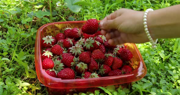 Person picking fresh strawberries from plastic container surrounded with grass alt