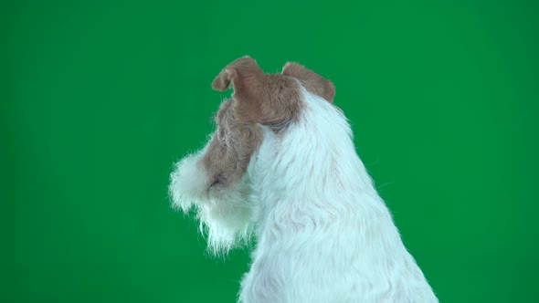 Closeup Head of Fox Terrier Green Screen alt