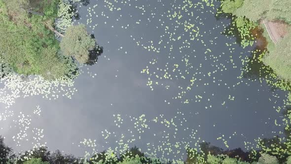 STATIC CROP, Aerial view of a beautiful forest pond, bird's eye pull back alt