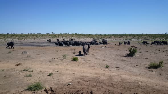 Mother and baby walking towards a big herd of elephants alt