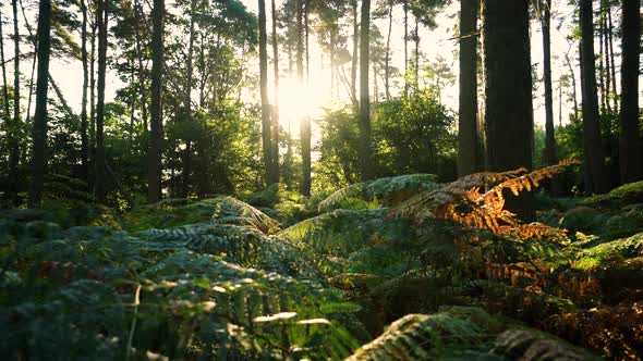 Summer forest floor at sunrise