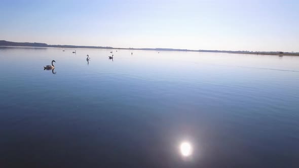 Camera Flies Slowly Close By A Group Of White Swans 