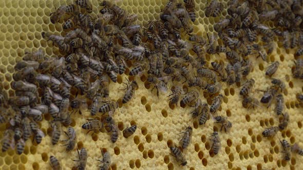 Bee Brood Frames are Composed of Brood at Various Stages of Development  Eggs Larvae and Pupae alt