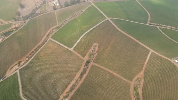Aerial dolly out view of sections of a vineyard on a foggy day in the Leyda Valley, Chile. alt