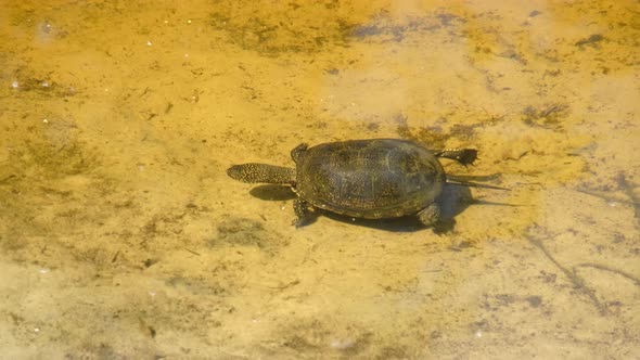 River Turtle Swims Underwater in the Pond Above the Yellow Sand alt