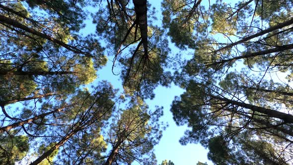 Conifer trees in forest from below, Teide National Park, Tenerife alt