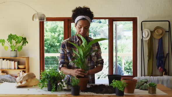 Mixed race woman transplanting plants in pot at home alt
