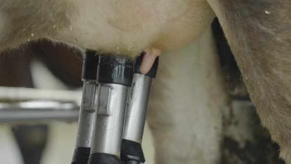 Teatcups disconnect of cow udders. Electronic Suction cups. Automatic Milking alt