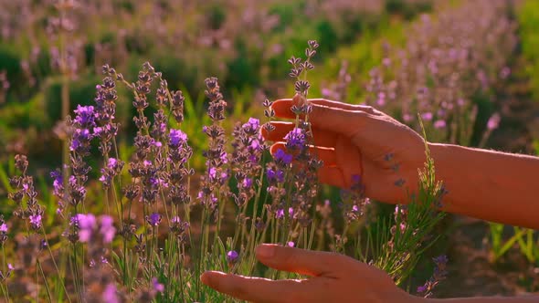 Close Up Traveler in Provence Touches Purple Flowers alt
