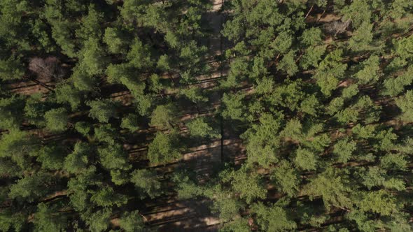 AERIAL: Forest Path Leading to The Dutchman's Cap Viewpoint alt