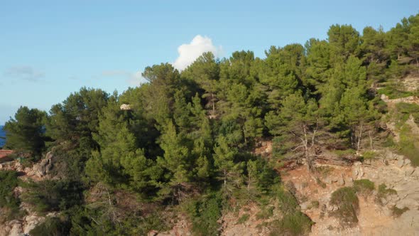 Drone Rising Over Trees Towards Coastline And Landscape Of Ibiza alt