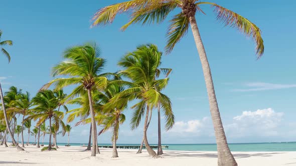 Hawaii Palms Beach landscape. Beach and sea background.