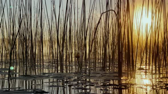 Morning Dew on the Reeds at Dawn Warm Water Floats on the Surface Light Fog the Sun Illuminates the alt