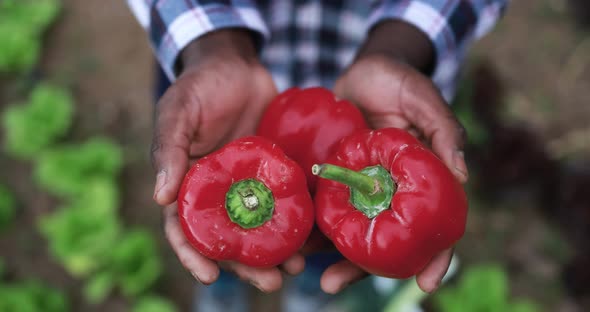 African farmer man holding fresh organic vegetables alt