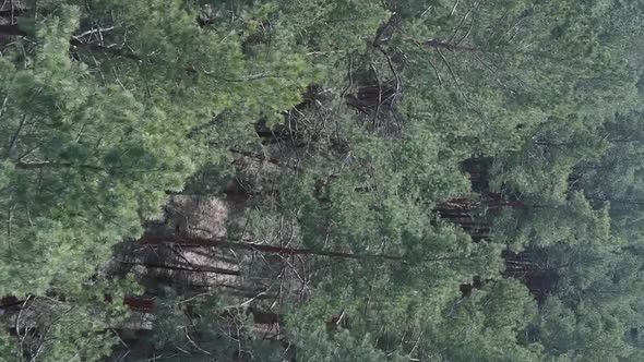 Vertical Video of Green Pine Forest By Day Aerial View alt