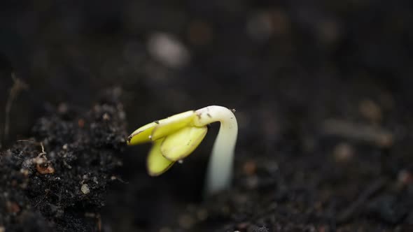 Small Green Plant Sprout Germinating From Seed, Extreme Close Up of Germination Time Lapse, Spring
