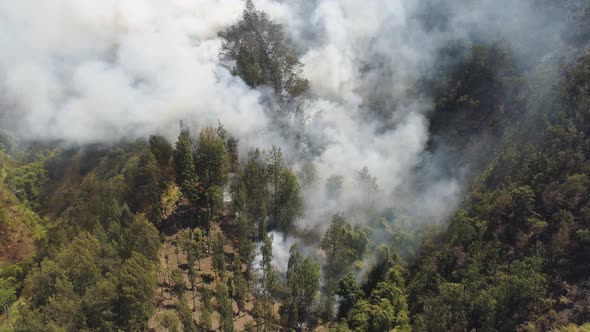 Forest Fire in the Mountains alt