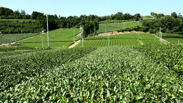 Tea farm alt