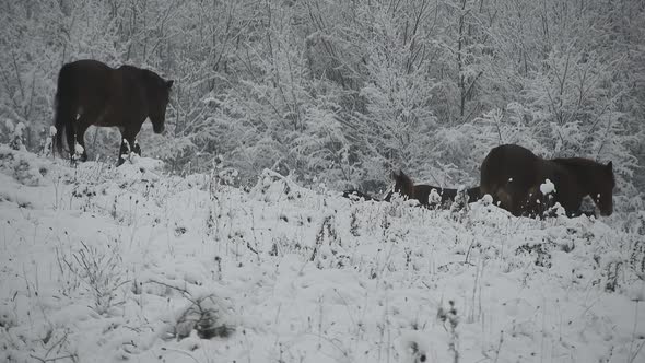 Herd of wild horses passing by on a hill on a cold winter day with snow over trees alt