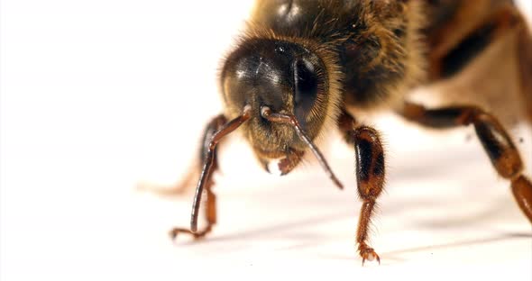 European Honey Bee, apis mellifera, Queen against White Background, Normandy, Real Time 4K alt