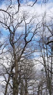Vertical Video of the Forest with Trees Without Leaves Slow Motion alt