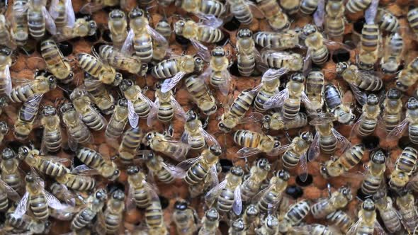 Swarm Of Bees In The Hive