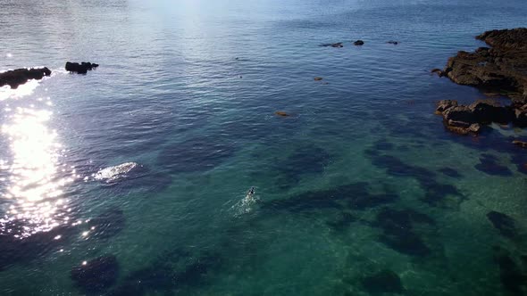 Aerial Tracking Forward Over Free Divers Pursuing An Eagle Ray In Goat Island Shimmering Water, New alt