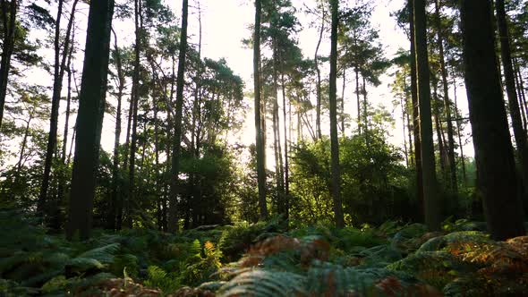 Forest floor at sunrise covered in brachen