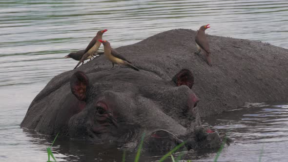 Red-Billed Oxpecker Birds Perching At The Back Of A Hippopotamus Swimming In The Lake In Botswana - alt