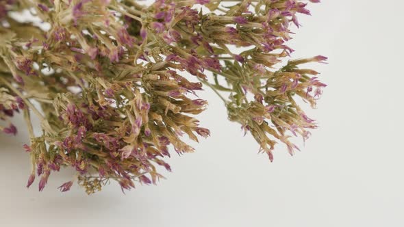 Dried Centaurium erythraea flowers slow tilt 4K 2160p 30fps UltraHD footage - Common European centau alt