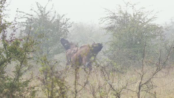 Two european bison bonasus eating leaves from a bush,heavy fog,Czechia. alt