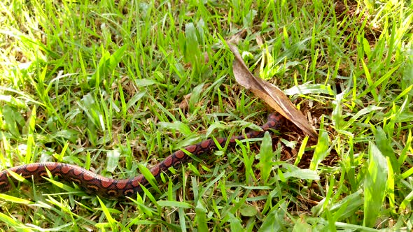 Epicrates cenchria is a boa species endemic to Central and South America. Common names include the r alt