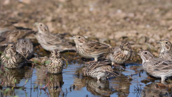 A group of songbirds drink water. Emberiza calandra alt