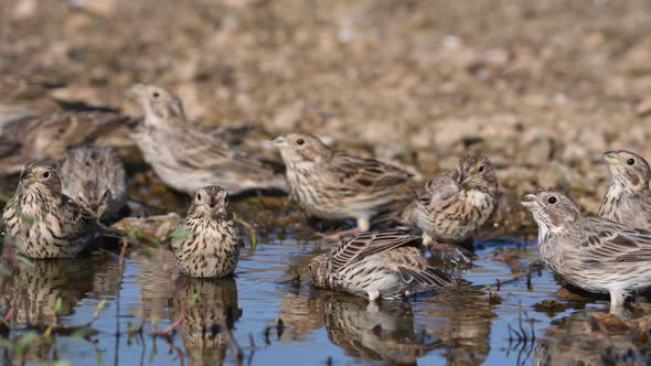 A group of songbirds drink water. Emberiza calandra