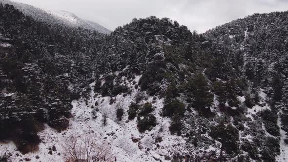 Aerial View of Forest on a Snowy Mountainside alt