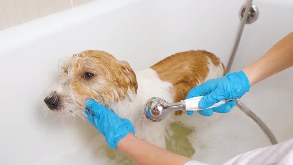 A girl washes a Jack Russell Terrier dog from a shower head in a white bath with foam alt
